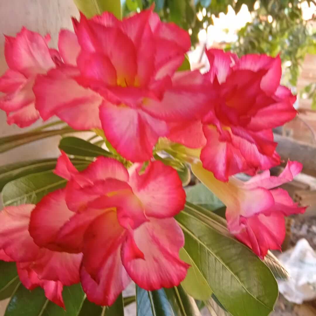 Produção local APR Garden Adilson