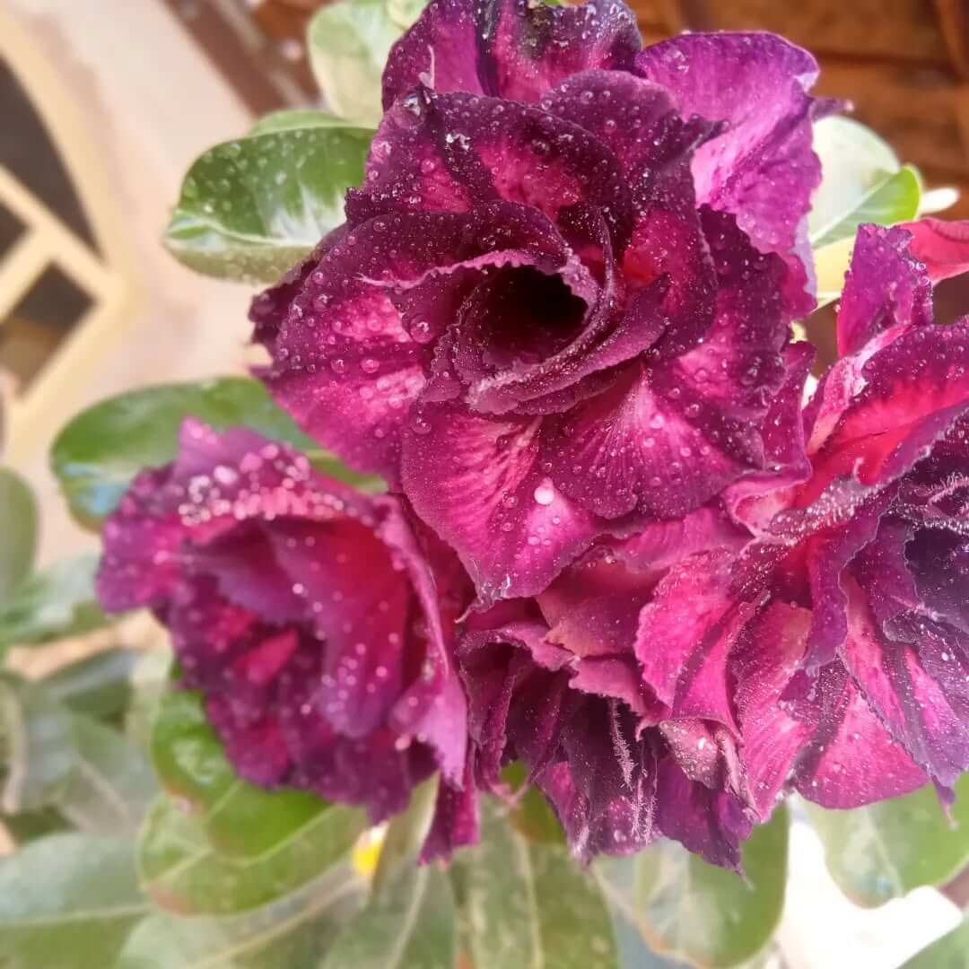 Preparação técnica Rosas do Deserto