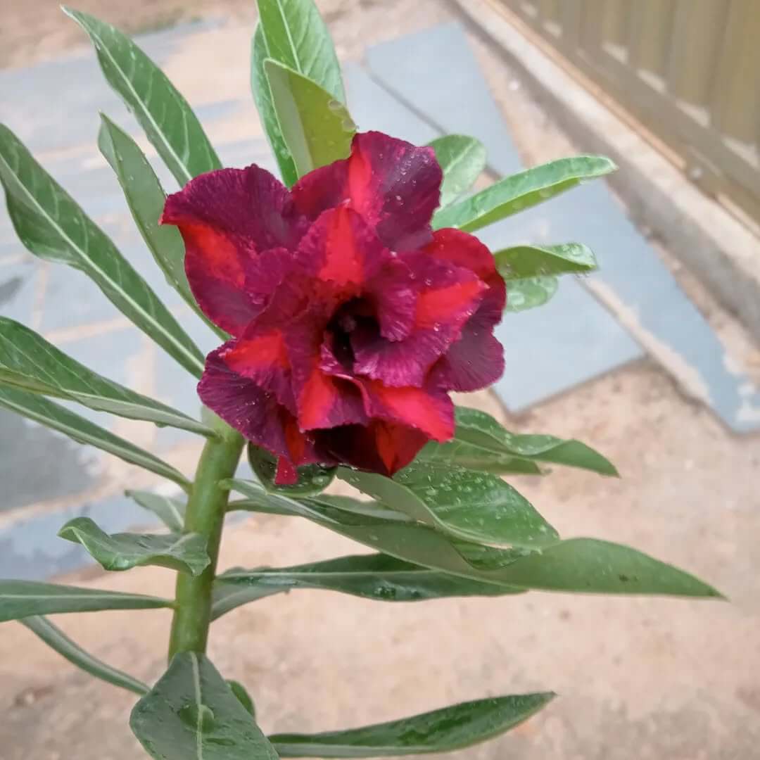 Rosa Ágata APR Garden