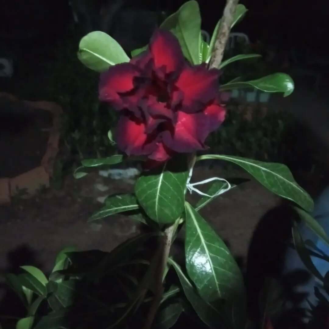 Rosa APR Izaah genética própria