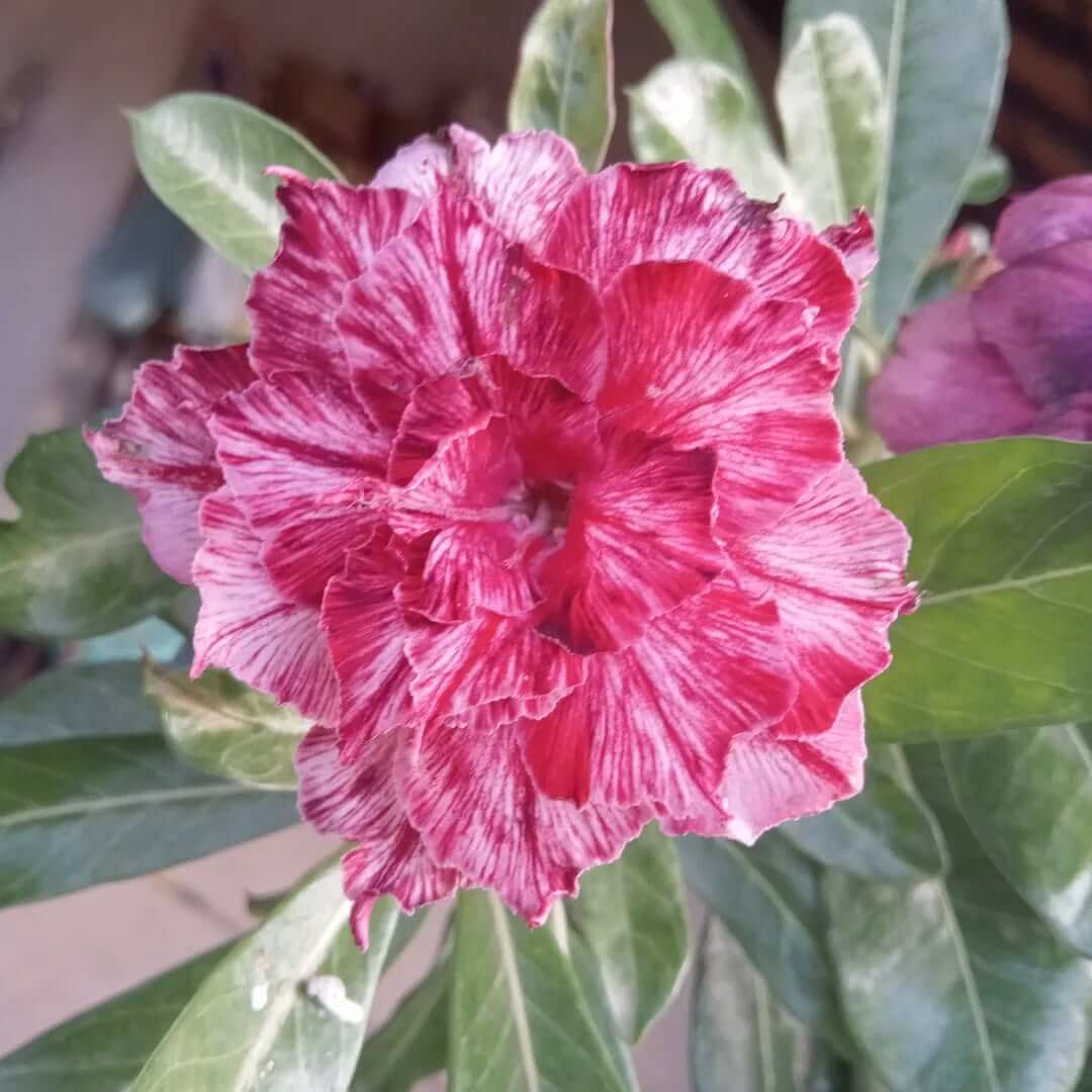 Multipétalas Rosa do Deserto